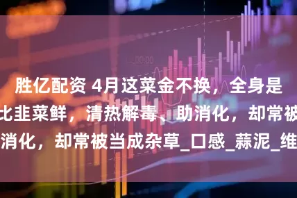 胜亿配资 4月这菜金不换，全身是宝，比荠菜营养比韭菜鲜，清热解毒、助消化，却常被当成杂草_口感_蒜泥_维生素